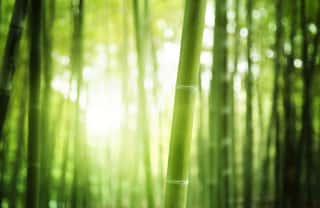 Green Bamboo Trees Wall Mural