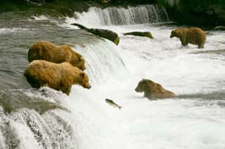 Grizzly Bear Falls Wall Mural