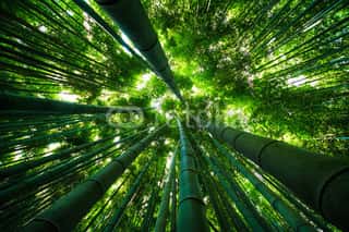 Bamboo Forest Wallpaper buy at the best price with delivery – uniqstiq