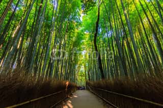 Bamboo Forest Wallpaper buy at the best price with delivery – uniqstiq
