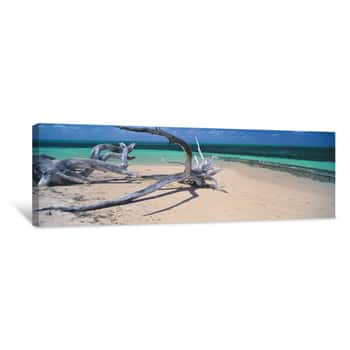 Image of Driftwood On The Beach, Green Island, Great Barrier Reef, Queensland, Australia Canvas Print