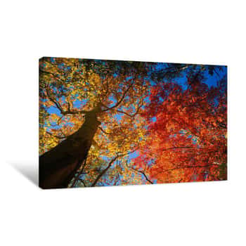 Image of Low Angle View Of A Sycamore Tree And Bigtooth Maple (Acer Grandidentatum) Tree In The Forest, Garden Canyon, Huachuca Mountains, Coronado National Forest, Arizona, USA Canvas Print