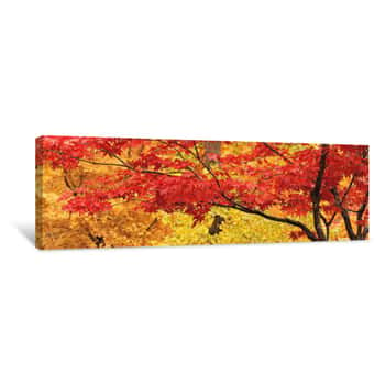 Image of Autumnal Leaves On Maple Trees In A Forest, Lithia Park Ashland, Oregon Canvas Print