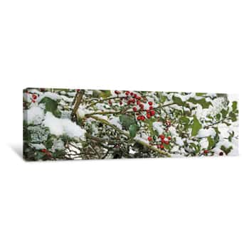Image of Close-up Of Holly Berries Covered With Snow On A Tree Canvas Print