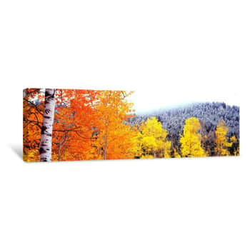 Image of Aspen Trees In A Forest, Blacktail Butte, Grand Teton National Park, Wyoming, USA Canvas Print
