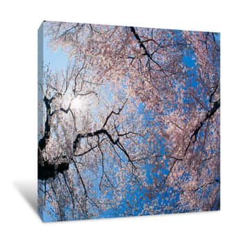 Image of Low Angle View Of Cherry Blossom Trees, Washington DC, USA Canvas Print
