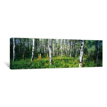 Image of Field Of Rocky Mountain Aspens Canvas Print