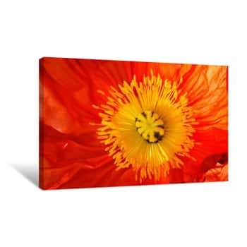 Image of Close Up Of Red And Yellow Flower Canvas Print