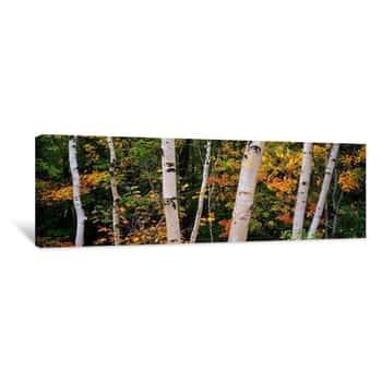 Image of Birch Trees In A Forest, New Hampshire, USA Canvas Print
