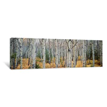Image of Aspen Trees In A Forest, Alberta, Canada Canvas Print