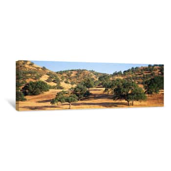 Image of Oak Trees On Hill, Stanislaus County, California, USA Canvas Print