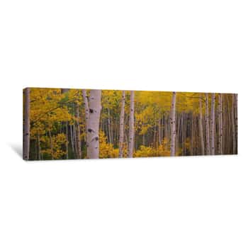 Image of Aspen Trees In A Forest, Telluride, San Miguel County, Colorado, USA Canvas Print