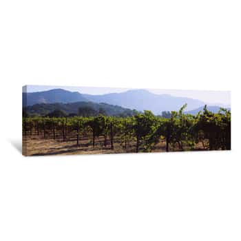 Image of Grape Vines In A Vineyard, Napa Valley, Napa County, California, USA Canvas Print