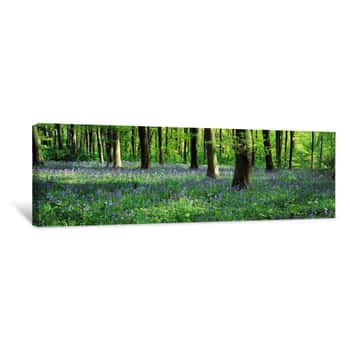 Image of Bluebells In A Forest, Micheldever Wood, Hampshire, England Canvas Print