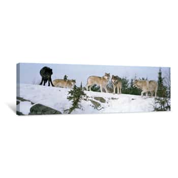Image of Gray Wolves (Canis Lupus) In A Forest, Massey, Ontario, Canada Canvas Print