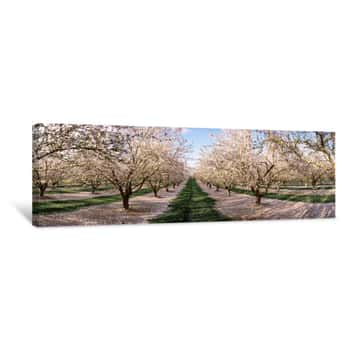 Image of Almond Trees In An Orchard, Central Valley, California, USA Canvas Print