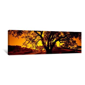 Image of Silhouette Of Coast Live Oak Trees (Quercus Agrifolia), California, USA Canvas Print