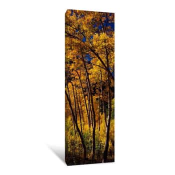Image of Aspen Trees In Autumn, Colorado, USA Canvas Print