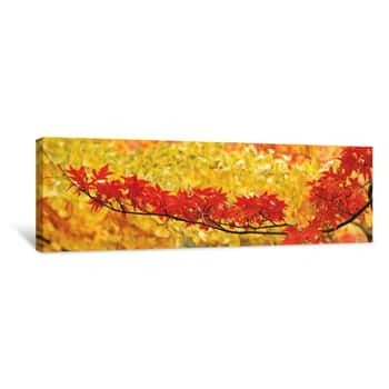 Image of Red And Yellow Autumnal Leaves Canvas Print