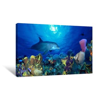 Image of Bottle-Nosed Dolphin (Tursiops Truncatus) And Gray Angelfish (Pomacanthus Arcuatus) On Coral Reef In The Sea Canvas Print