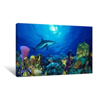 Image of Caribbean Reef Shark (Carcharhinus Perezi) Rainbow Parrotfish (Scarus Guacamaia) In The Sea Canvas Print