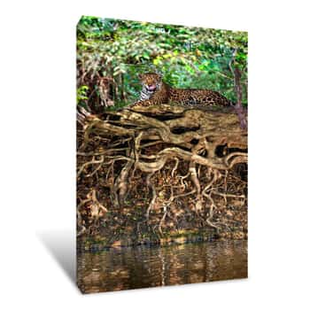 Image of Jaguar (Panthera Onca) Resting At The Riverside, Three Brothers River, Meeting Of The Waters State Park, Pantanal Wetlands, Brazil Canvas Print