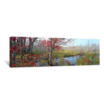 Image of Trees In A Forest, Damariscotta, Lincoln County, Maine, USA Canvas Print