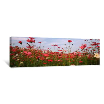 Image of Cosmos Flowers Blooming In A Field, South Africa Canvas Print