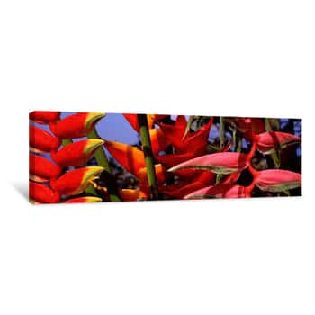 Image of Close-up Of Heliconia Flowers, Hawaii, USA Canvas Print