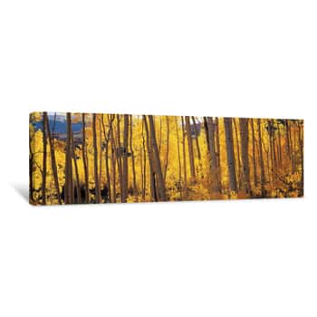 Image of Aspen Trees In Autumn, Colorado Canvas Print
