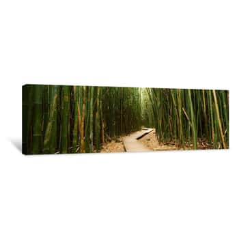 Image of Bamboo Forest, Oheo Gulch, Seven Sacred Pools, Hana, Maui, Hawaii, USA Canvas Print