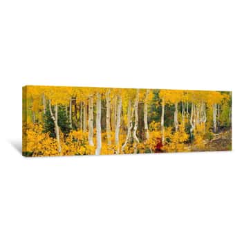 Image of Aspen Trees In Autumn, Dixie National Forest, Utah, USA Canvas Print
