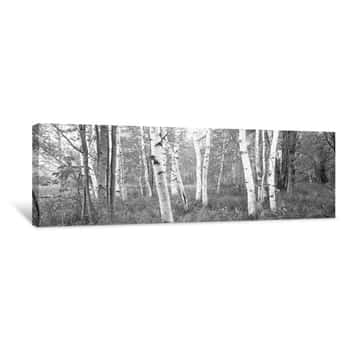 Image of Birch Trees In A Forest, Acadia National Park, Hancock County, Maine, Black and White Canvas Print