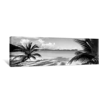 Image of Palm Trees On The Beach, US Virgin Islands, Black and White Canvas Print