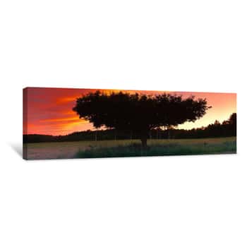 Image of Silhouette Of Apple Tree At Sunset, Bath, Sagadahoc County, Maine, USA Canvas Print