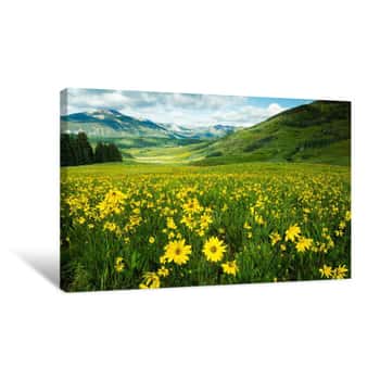 Image of Scenic View Of Wildflowers In A Field, Crested Butte, Colorado, USA Canvas Print