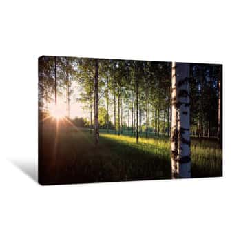 Image of View Of Sun Rays Through Birch Trees, Imatra, Finland Canvas Print