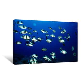 Image of School Of Fish Underwater, Sado, Niigata Prefecture, Japan Canvas Print
