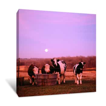 Image of Cows At Sunset Delano Minnesota Canvas Print