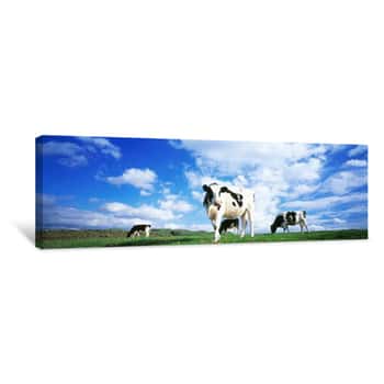 Image of Cows In Field, Lake District, England, United Kingdom Canvas Print