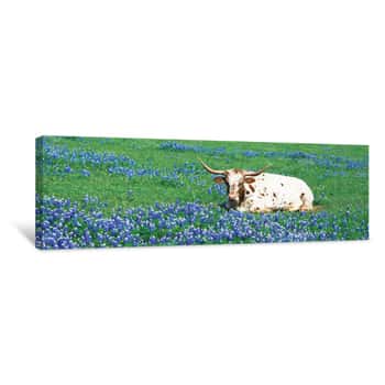 Image of Texas Longhorn Cow Sitting On A Field, Hill County, Texas, USA Canvas Print