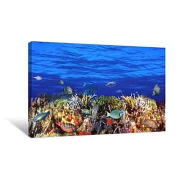 Image of School Of Fish Swimming Near A Reef Panoramic Canvas Print