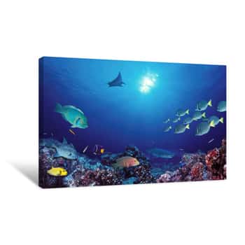 Image of School Of Fish Swimming Near A Reef, Galapagos Islands, Ecuador Canvas Print