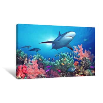 Image of Low Angle View Of A Shark Swimming Underwater, Indo-Pacific Ocean Canvas Print
