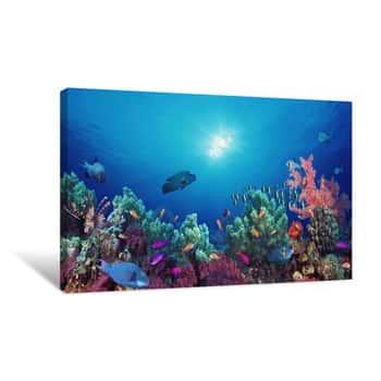 Image of School Of Fish Swimming Near A Reef, Indo-Pacific Ocean Canvas Print