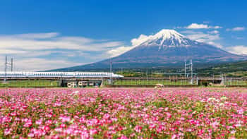 Image of Sinkansen Train Through Mountain Fuji, Shizuoka Canvas Print