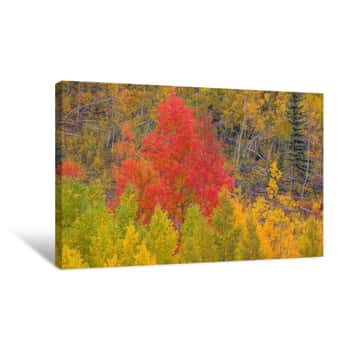 Image of A Dazzling Display of Color Canvas Print