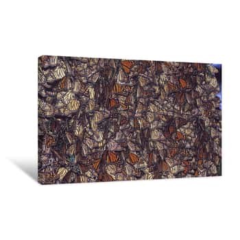 Image of Monarch Migration in Mexico Canvas Print