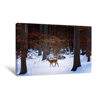 Image of Deer in Winter Forest Canvas Print