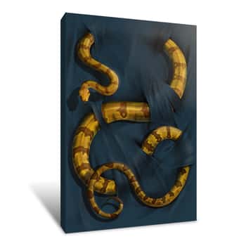 Image of Boa Constrictor Canvas Print